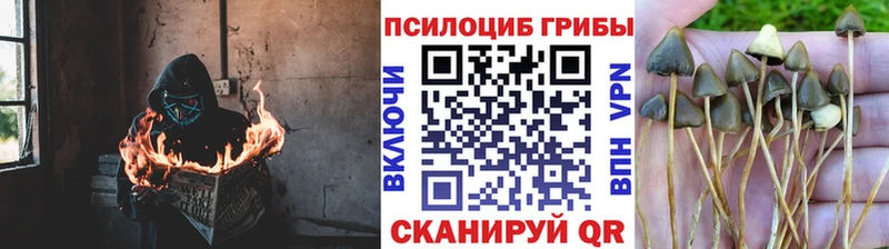 Псилоцибиновые грибы Magic Shrooms Хилок